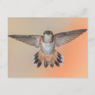 Rufous Hummingbird Wings Wide Open Postcard
