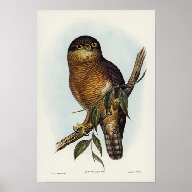 Rufous Owl by Elizabeth Gould Poster (Front)