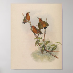 Rufous Piculet by John Gould Print