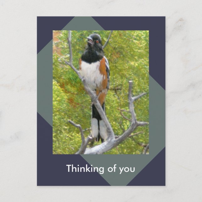 Rufous-Sided Towhee Nature Postcard (Front)