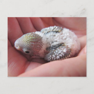 Rufus At 16 Days Old Postcard