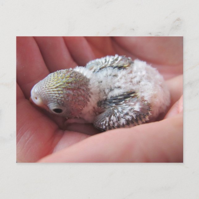 Rufus At 16 Days Old Postcard (Front)