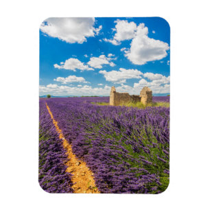 Ruin in Lavender Field, France Magnet