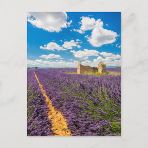 Ruin in Lavender Field, France Postcard