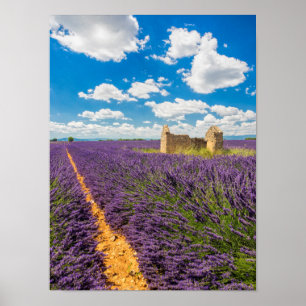 Ruin in Lavender Field, France Poster