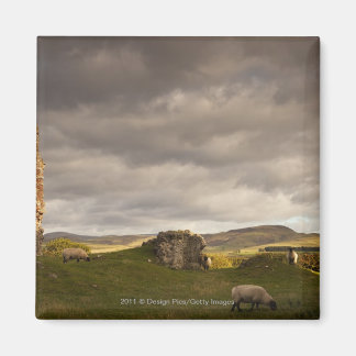 Ruins Of Cessford Castle With Sheep Grazing Magnet