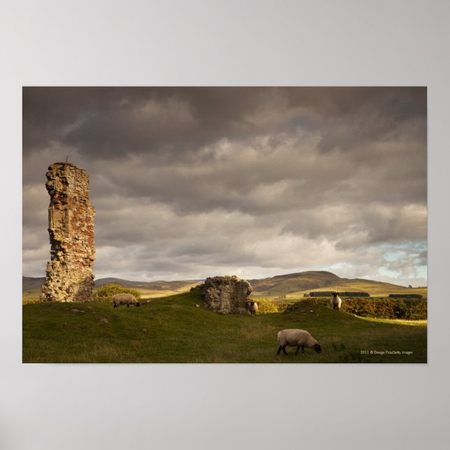 Ruins Of Cessford Castle With Sheep Grazing Poster (Front)