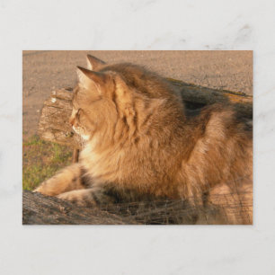 Rum Tum Tiggle Postcard