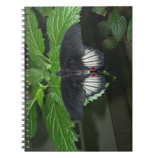 Rumanzovia Swallowtail - Male Notebook