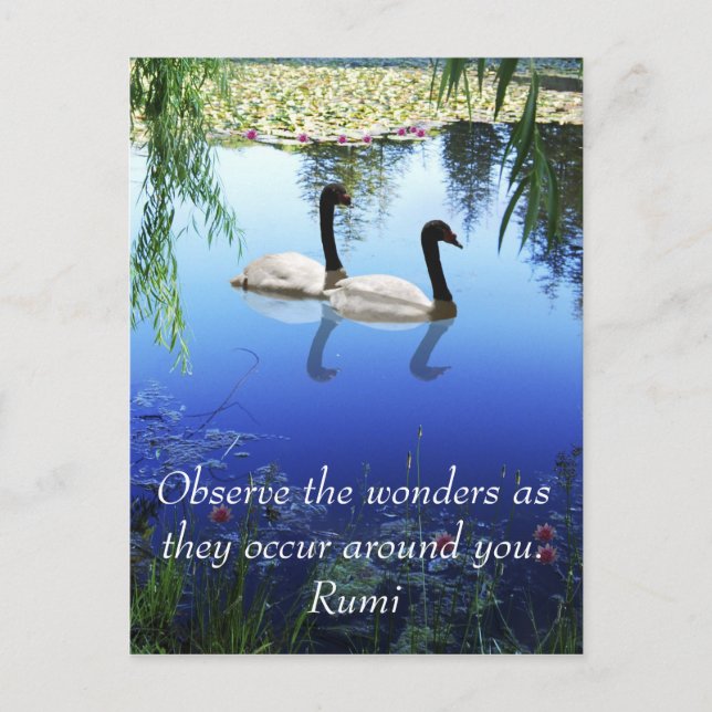 Rumi The wonders Postcard (Front)