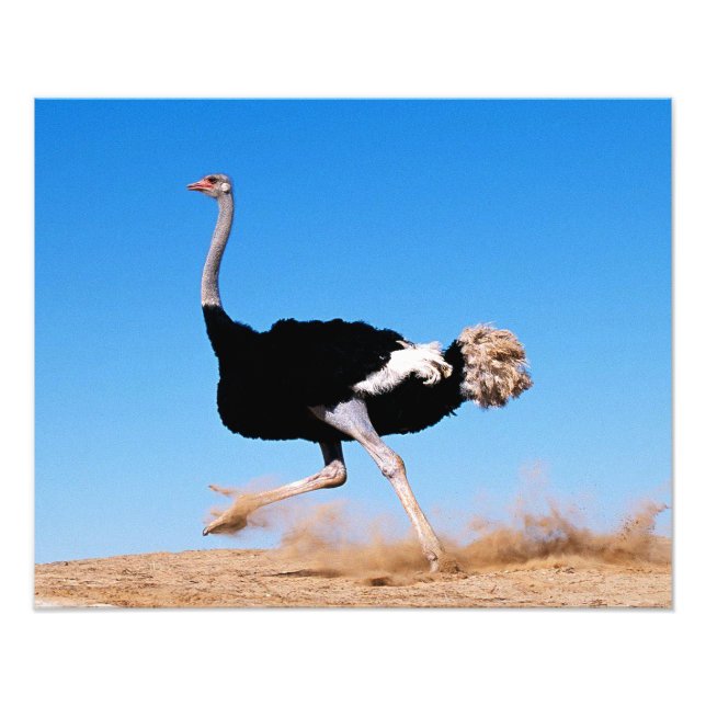 Run Ostrich Run 20x16 Photo Print (Front)