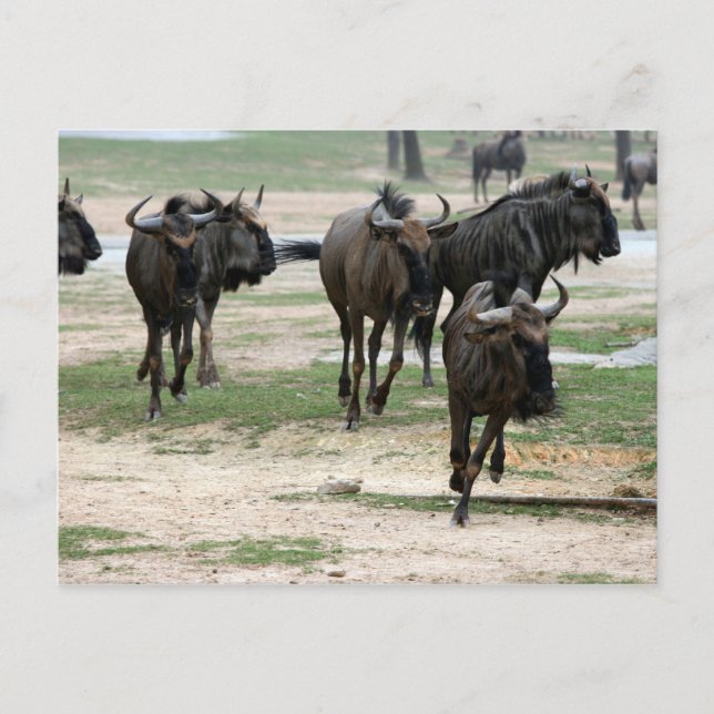 Run Postcard (Front)