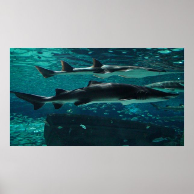 Run! Sharks! Poster (Front)