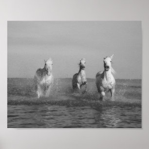 Run, white  horses, ocean, fine art photography poster