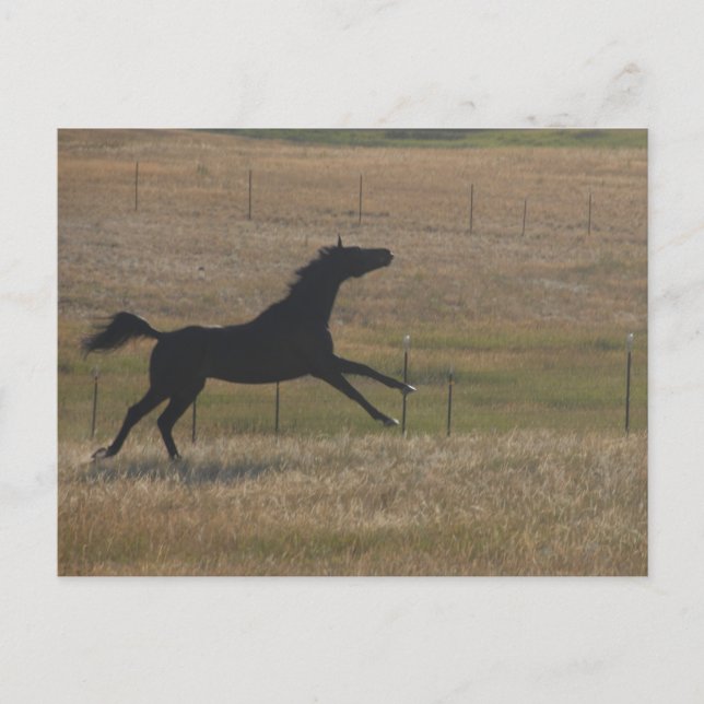 Run with The Wind Postcard (Front)