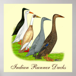 Runner Duck Assortment Poster