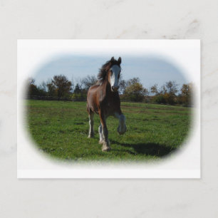 Running Clydesdale Postcard