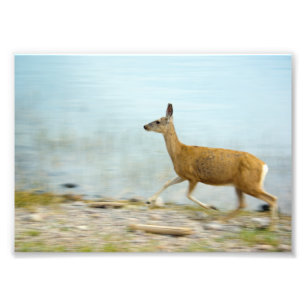 Running Doe Photo Print