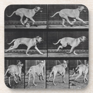 Running Dog, plate 707 from 'Animal Locomotion', 1 Coaster