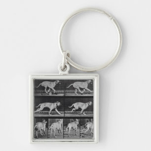 Running Dog, plate 707 from 'Animal Locomotion', 1 Key Ring