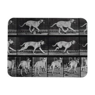Running Dog, plate 707 from 'Animal Locomotion', 1 Magnet