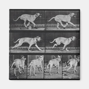 Running Dog, plate 707 from 'Animal Locomotion', 1 Magnet