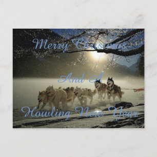 Running dogs in snow postcard