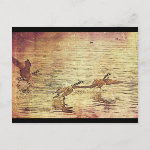 Running Ducks Postcard