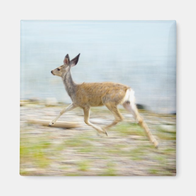 Running Fawn Magnet (Front)