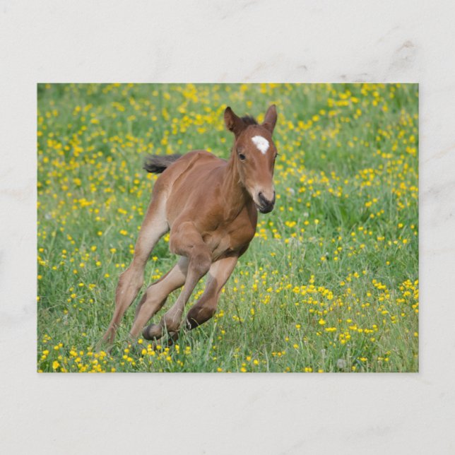 Running Foal Postcard (Front)