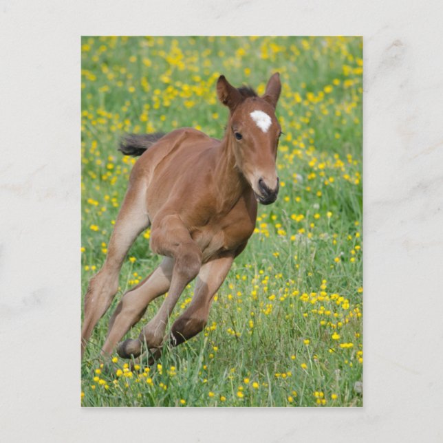 Running Foal Postcard (Front)