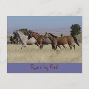 Running Free Postcard