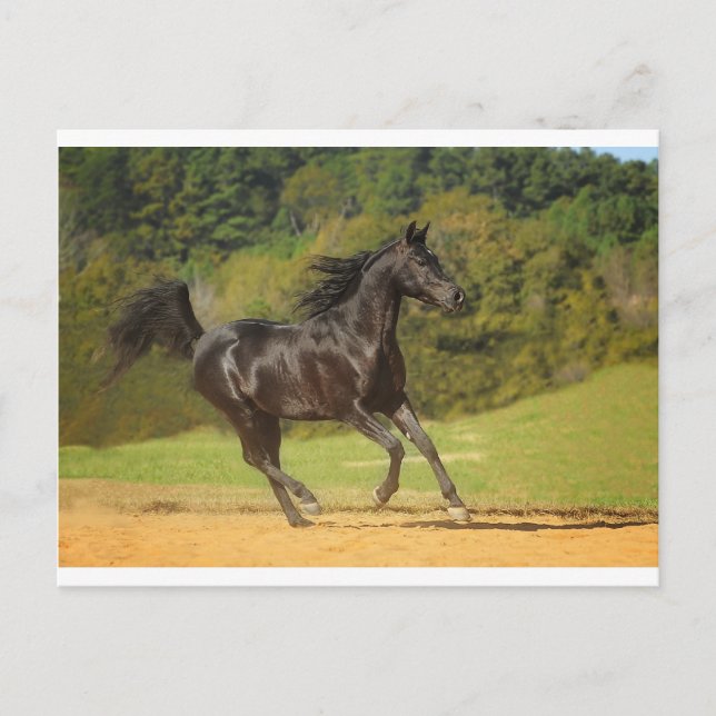 Running Free Postcard (Front)