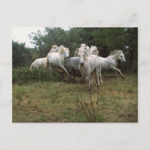 Running Grey Horse Herd Postcard