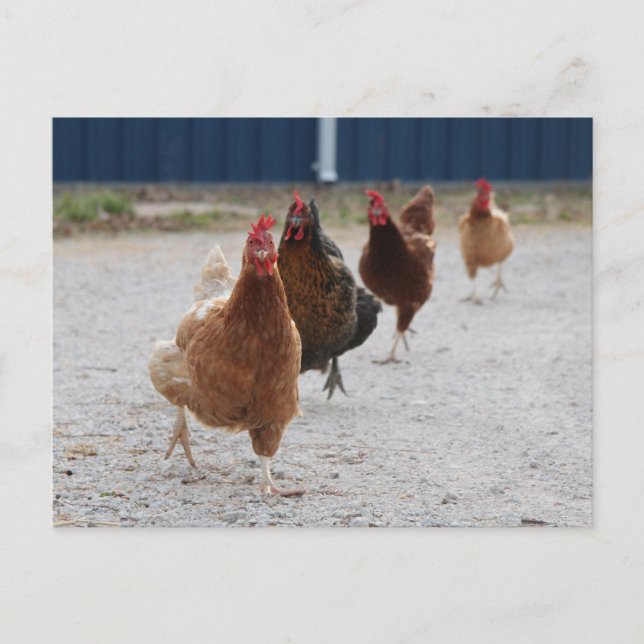 Running Hens Postcard (Front)