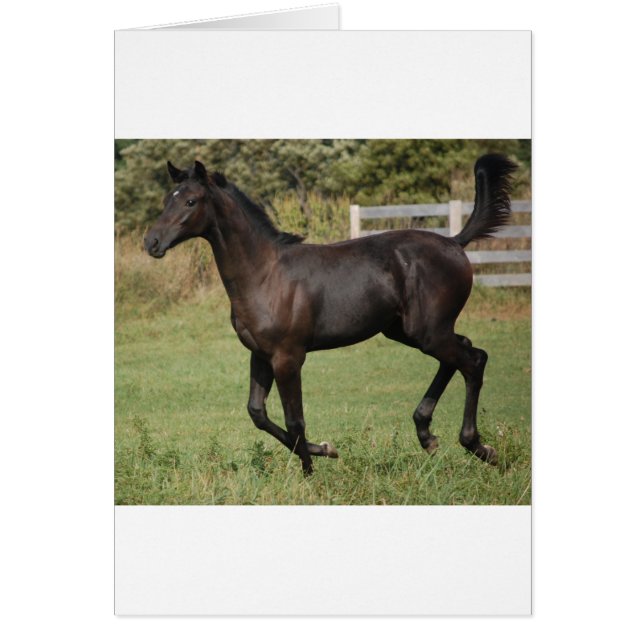 Running-Horse-2 (Front)