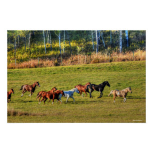 Running Horse Herd & Ranch Pasture Equine Photo Poster
