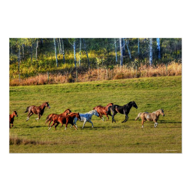 Running Horse Herd & Ranch Pasture Equine Photo Poster (Front)