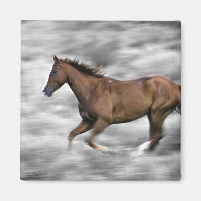 Running horse magnet (Front)