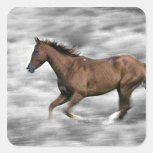 Running horse square sticker