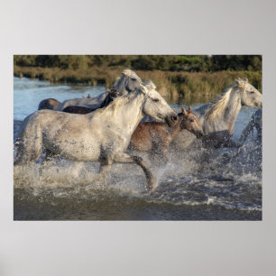 running horses poster