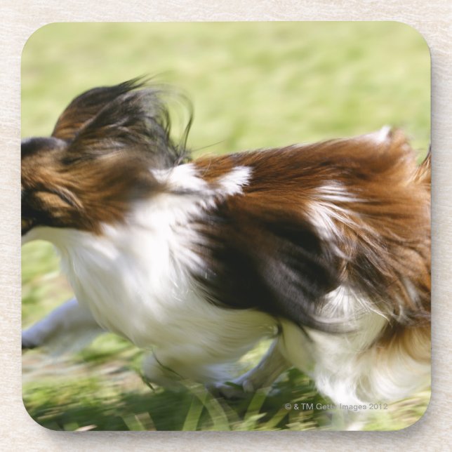 Running Papillon Coaster (Front)