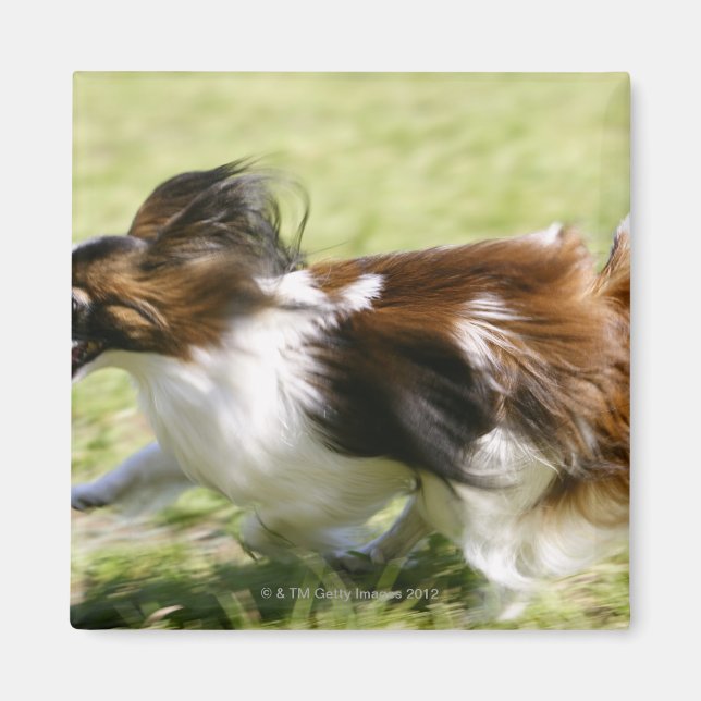 Running Papillon Magnet (Front)