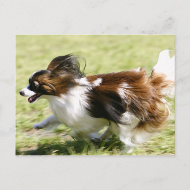 Running Papillon Postcard (Front)