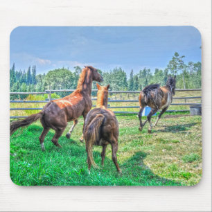 Running Pinto Paint Gelding & Chestnut Stallions Mouse Pad