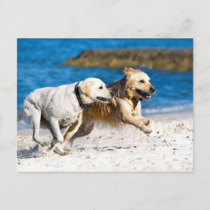 Running Retrievers at the Beach Postcard