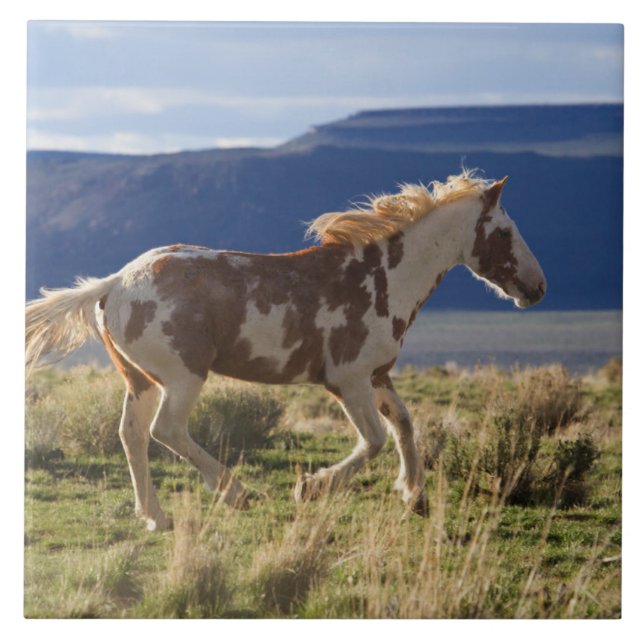 Running Stallion, Steens Mountains, Oregon Ceramic Tile (Front)