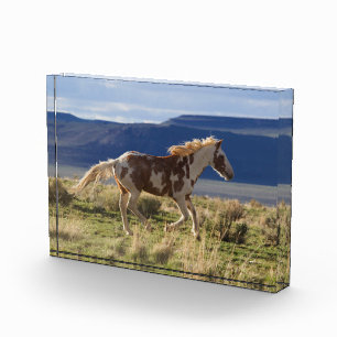 Running Stallion, Steens Mountains, Oregon Photo Block