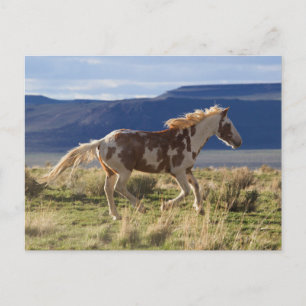 Running Stallion, Steens Mountains, Oregon Postcard