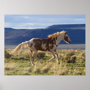 Running Stallion, Steens Mountains, Oregon Poster